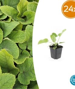 24X Phlomis Russeliana - ↕10-25Cm - Ø9Cm