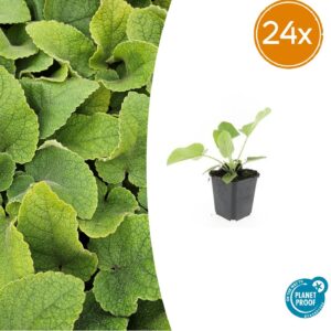24X Phlomis Russeliana - ↕10-25Cm - Ø9Cm