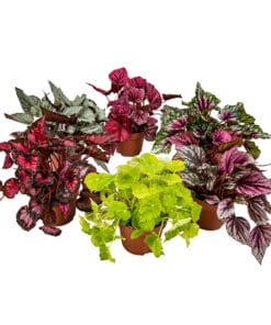 6x mix Begonia Beleaf P12 H25