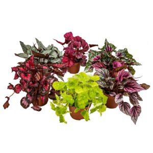 Begonia Beleaf mix – set van 6 – decoratief bladpakket – 6 stuks, pot 12 cm, ±25 cm hoog