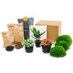Terrarium pakket met Calathea Lancifolia – 3 planten substraatpakket maat L/XL