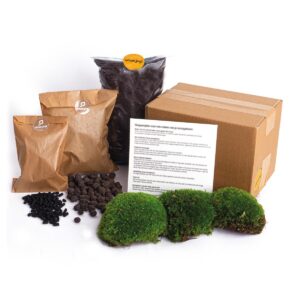 Planten Terrarium Startpakket – compleet DIY-pakket – maat L/XL, 6 componenten
