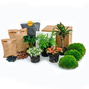 Terrarium Pakket Jungle 5 – kant-en-klaar terrariumset – 5 planten, klein formaat