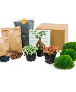 Planten Terrarium Pakket - Ficus Ginseng Bonsai - Navulling & Startpakket- Diy