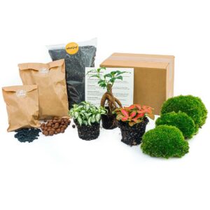 Ficus Ginseng Bonsai Terrarium Set – compleet doe-het-zelf – navulling & startset