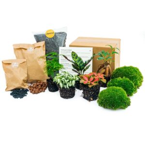 Terrarium Pakket – 5 kamerplanten voor je eigen – 5 planten, startpakket