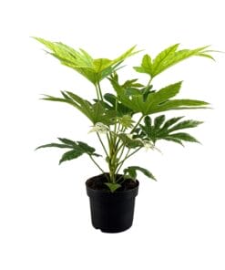 Fatsia Japonica Spider Web - Ø17Cm - ↕50Cm
