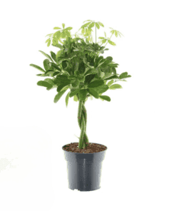 Schefflera Compacta Nora - Ø17Cm - ↕60Cm