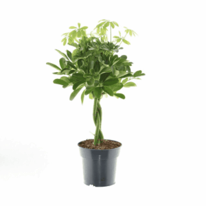 Schefflera Compacta 'Nora' – compacte vingerplant voor binnen – ±17 cm