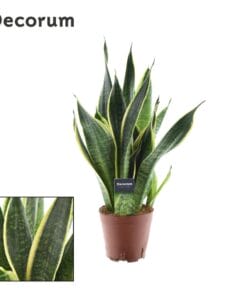 Sansevieria Futura Superba - Ø14Cm - ↕45Cm