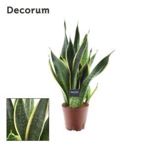 Sansevieria Futura Superba – taaie kamerplant voor weinig licht – ±14 cm