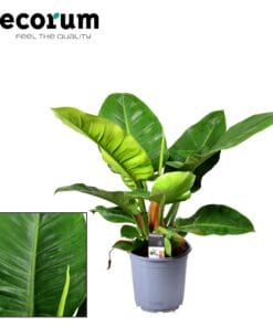 Philodendron Imperial Green - Ø19Cm - ↕55Cm