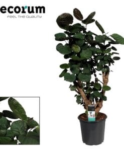 Polyscias Fabian - Ø21Cm - ↕95Cm