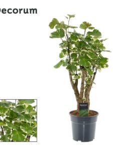 Polyscias Balfouriana - Ø17Cm - ↕50Cm