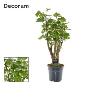 Polyscias – luchtige kamerplant met ronde blaadjes – ±17 cm