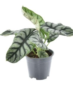 Alocasia Nebula Silver Compacta - Ø14Cm - ↕30Cm