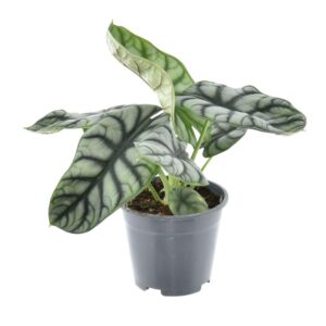 Alocasia Nebula Silver Compacta – compacte olifantsoor – ±14 cm