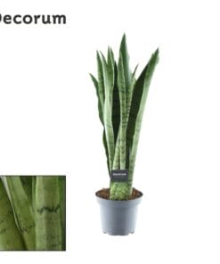 Sansevieria Spearmint - Ø14Cm - ↕55Cm