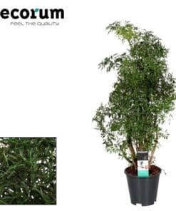 Polyscias Hawaiiana Ming - Ø17Cm - ↕65Cm