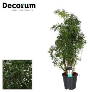 Polyscias Hawaiiana Ming – luchtige kamerplant met fijn vertakt blad – ±17 cm