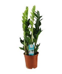 Zamioculcas Zamiifolia - Ø17Cm - ↕65Cm
