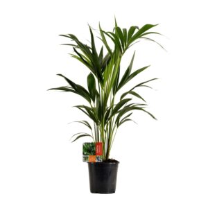 Kentia palm (Howea forsteriana) – elegante kamerpalm – ±19 cm