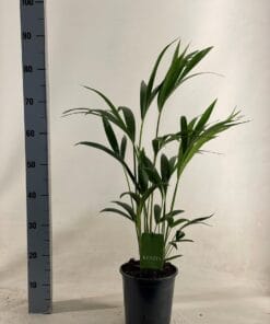 Howea Forsteriana - Ø19Cm - ↕90Cm