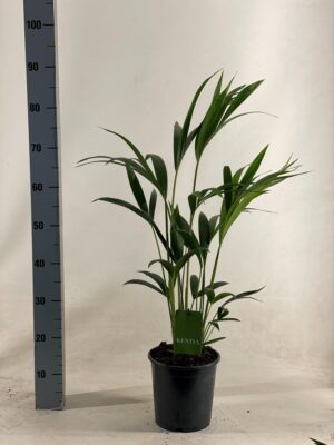 Kentiapalm (Howea forsteriana) – elegante kamerpalm voor grote ruimtes – ±19 cm