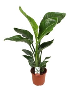 Strelitzia Nicolai - Ø17Cm - ↕70Cm