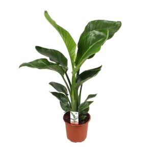 Strelitzia nicolai – Paradijsvogelplant – grote tropische kamerplant – ±17 cm