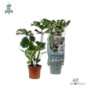 Monstera gatenplant – iconische kamerplant met ingesneden blad – ±17 cm