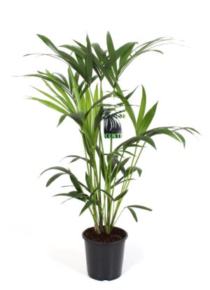 Kentia palm (Howea forsteriana) – elegante tropische kamerpalm – ±19 cm