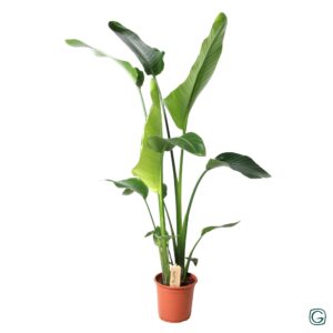 Strelitzia Nicolai – Paradijsvogelplant – grote kamerplant – ±21 cm