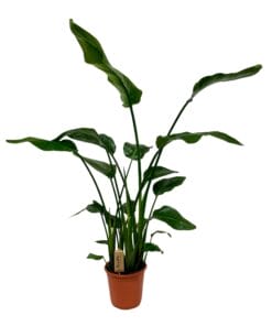 Strelitzia Nicolai - Ø21Cm - ↕120Cm