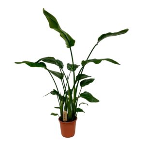 Strelitzia Nicolai – grote kamerplant met tropische uitstraling – ±21 cm