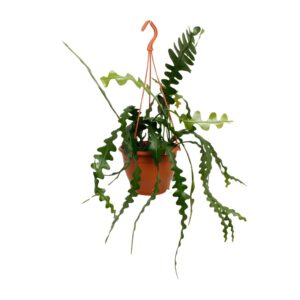 Epiphyllum Anguliger – bijzondere getande bladeren – ±17 cm