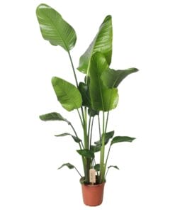 Strelitzia Nicolai 130Cm - Ø21Cm - ↕130Cm