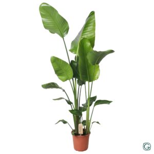 Strelitzia Nicolai – Paradijsvogelplant – grote kamerplant – ±130 cm