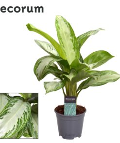 Aglaonema Silver Bay (Decorum) - Ø14Cm - ↕40Cm