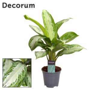 Aglaonema Silver Bay – schaduwtolerante kamerplant – pot 14 cm, ±40 cm