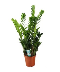 Zamioculcas 21Cm - Ø21Cm - ↕100Cm