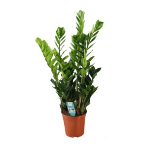 Zamioculcas – onderhoudsarme kamerplant voor schaduwrijke plekken – ±21 cm