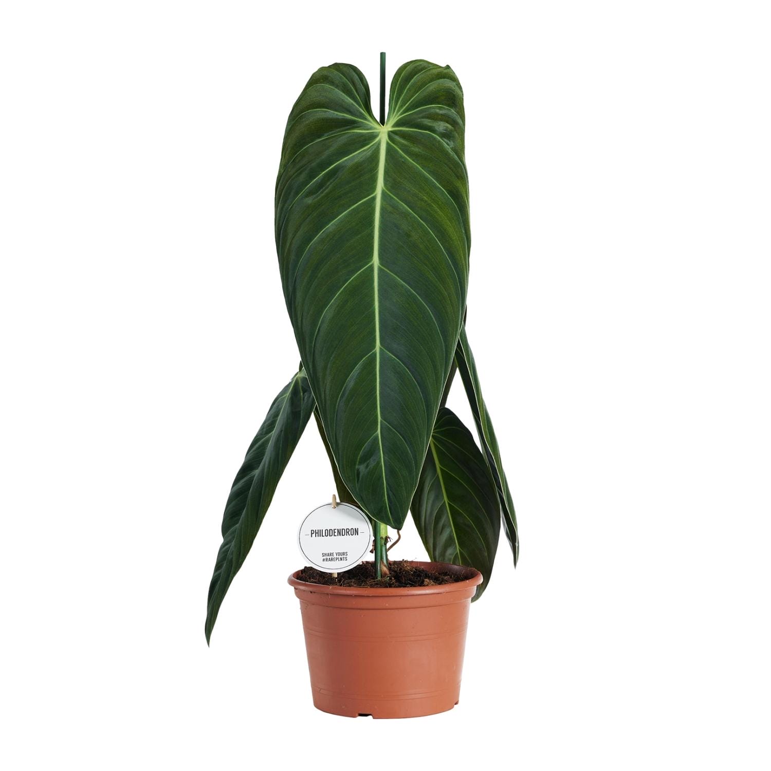 Philodendron Melanochrysum - Ø21Cm - ↕75Cm