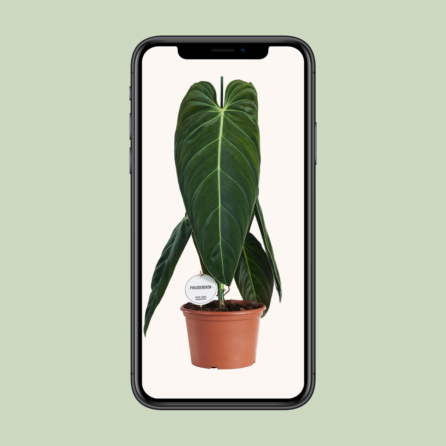 Philodendron Melanochrysum - Ø21Cm - ↕75Cm - Afbeelding 4