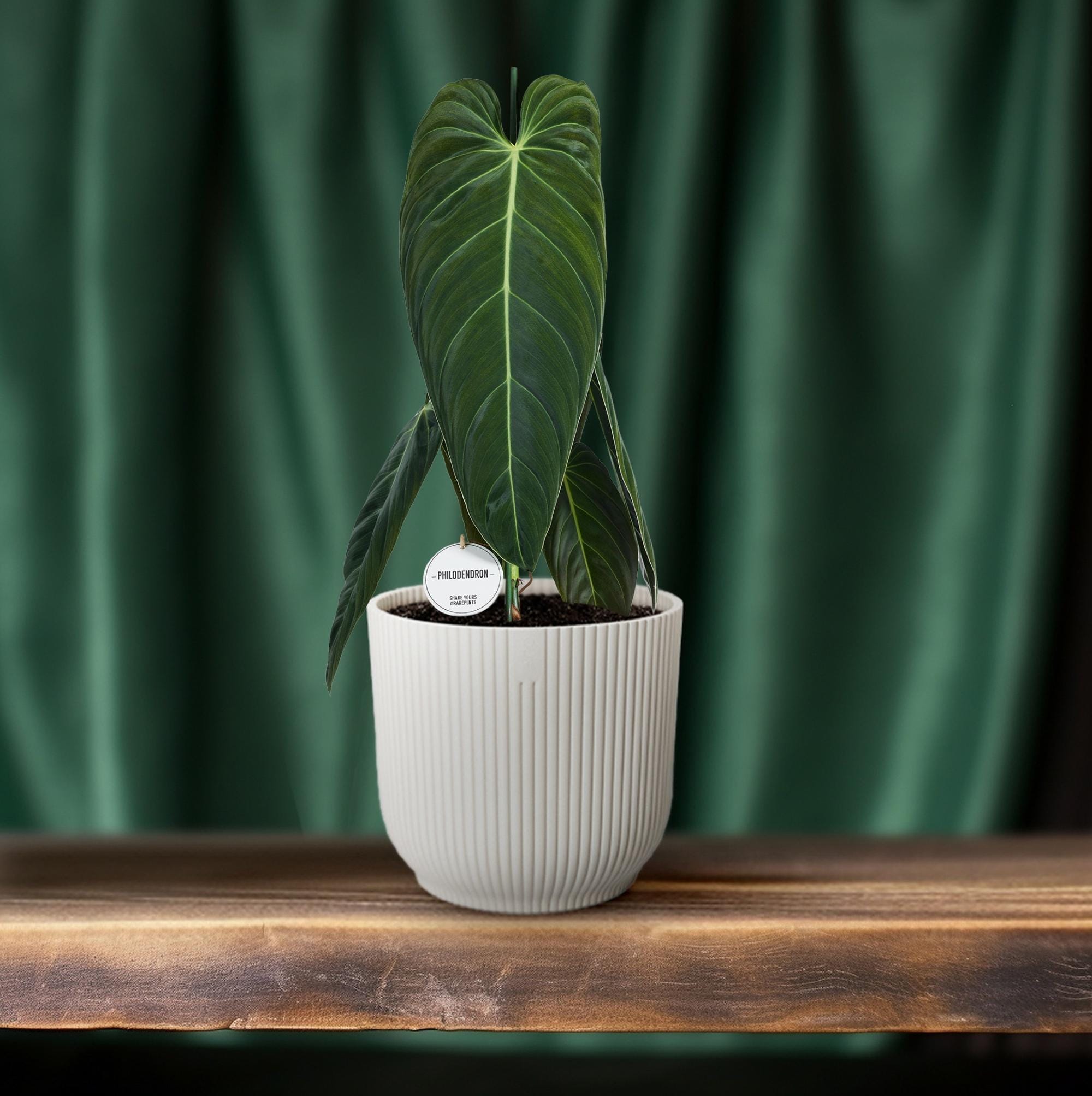 Philodendron Melanochrysum - Ø21Cm - ↕75Cm - Afbeelding 6