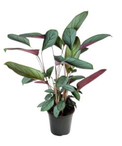 Ctenanthe Setosa - Ø17Cm - ↕60Cm