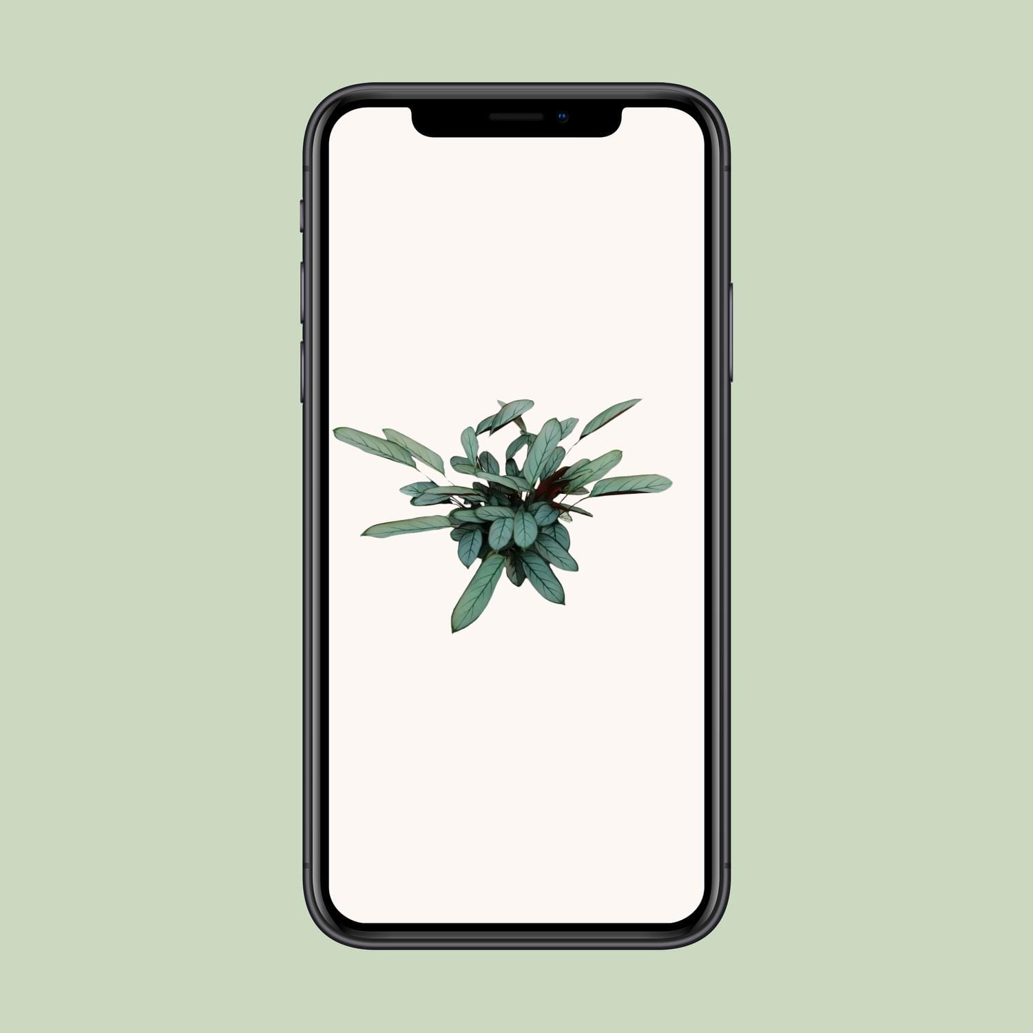 Ctenanthe Oppenheimiana - Ø17Cm - ↕70Cm - Afbeelding 4