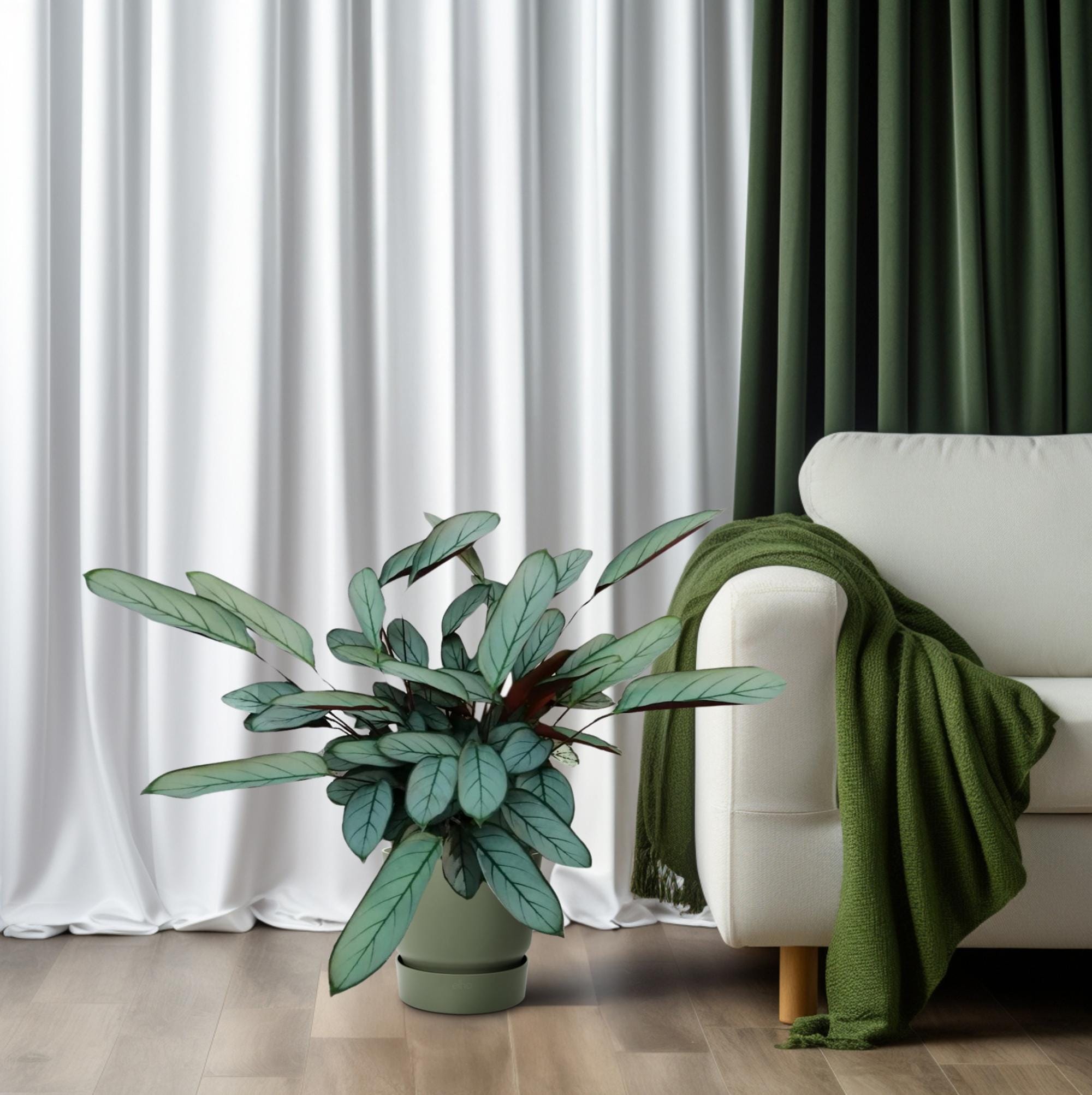 Ctenanthe Oppenheimiana - Ø17Cm - ↕70Cm - Afbeelding 6