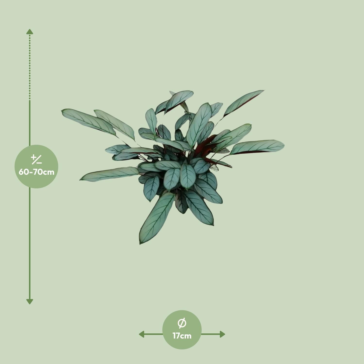 Ctenanthe Oppenheimiana - Ø17Cm - ↕70Cm - Afbeelding 7