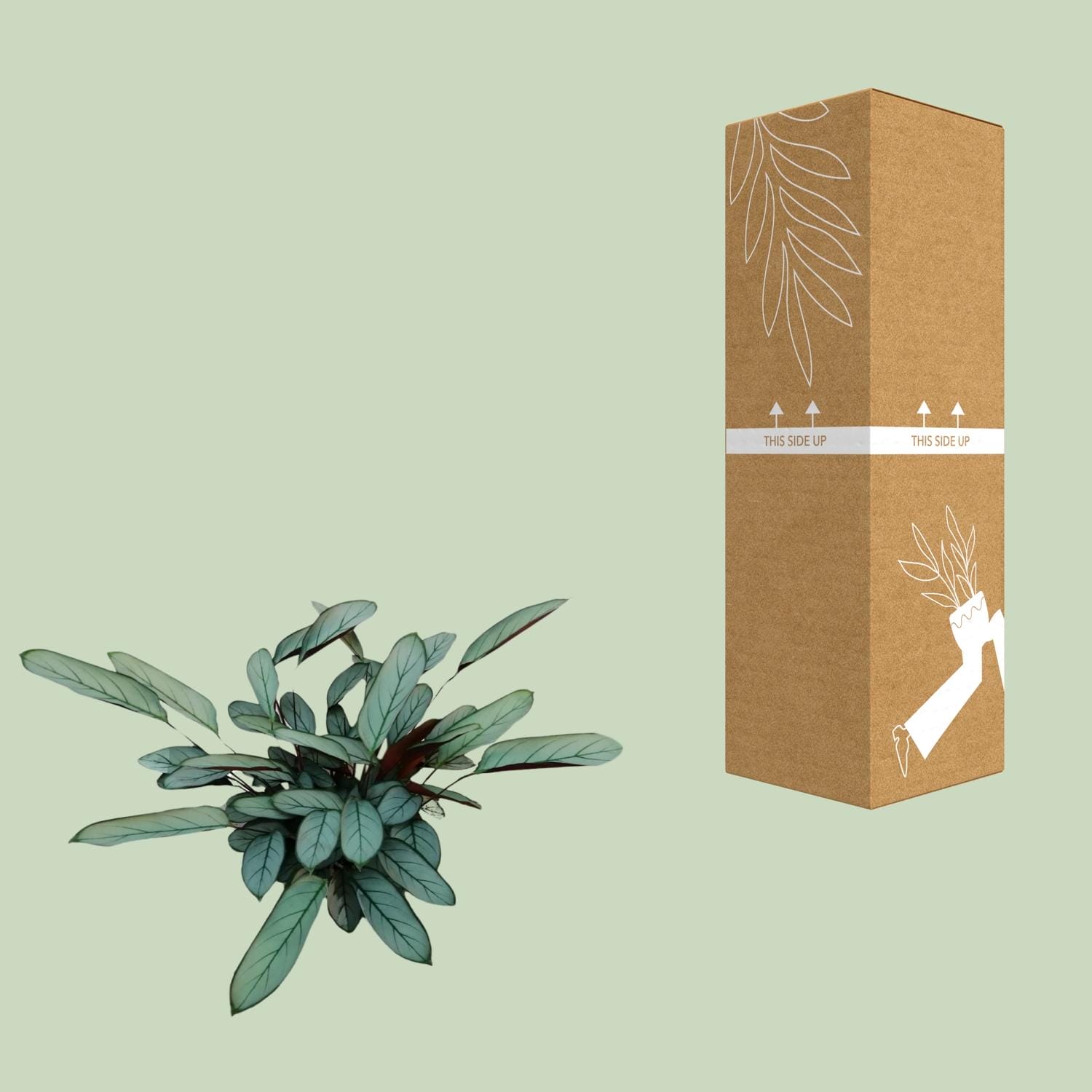 Ctenanthe Oppenheimiana - Ø17Cm - ↕70Cm - Afbeelding 8